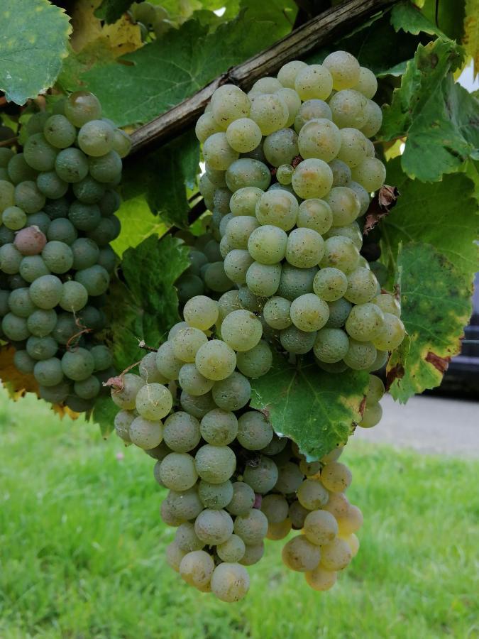 Weingut Licht-Stadtfeld Brauneberg Bagian luar foto